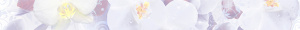 Оркэдс / Orchids BW0ORH02 Бордюр 50*500